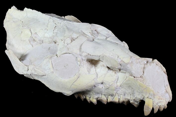 Oreodont (Merycoidodon) Partial Skull - Wyoming #77930